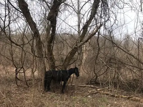 A lone horse finds solace among the winter trees.